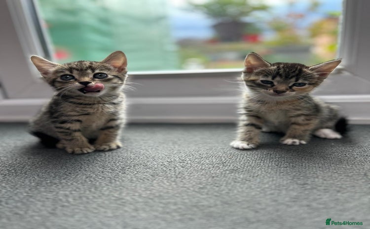 Domestic Shorthair cats - Advert 12