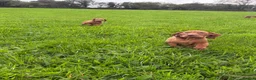 Hungarian Vizsla dogs for sale: Legally Docked KC Hungarian Vizsla Pups - Advert 12