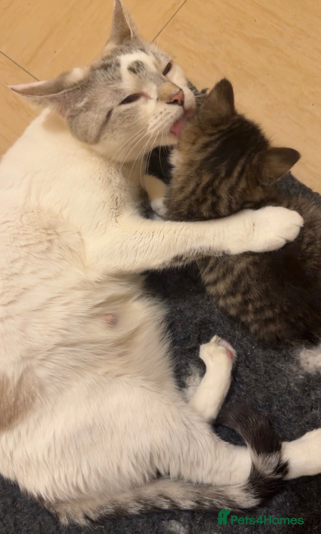 Ragdoll cats for sale: Ragdoll Kittens  - Image 4