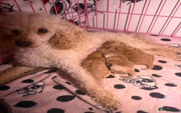 Toy Poodle dogs for sale: Toy poodle puppies  - Image 2