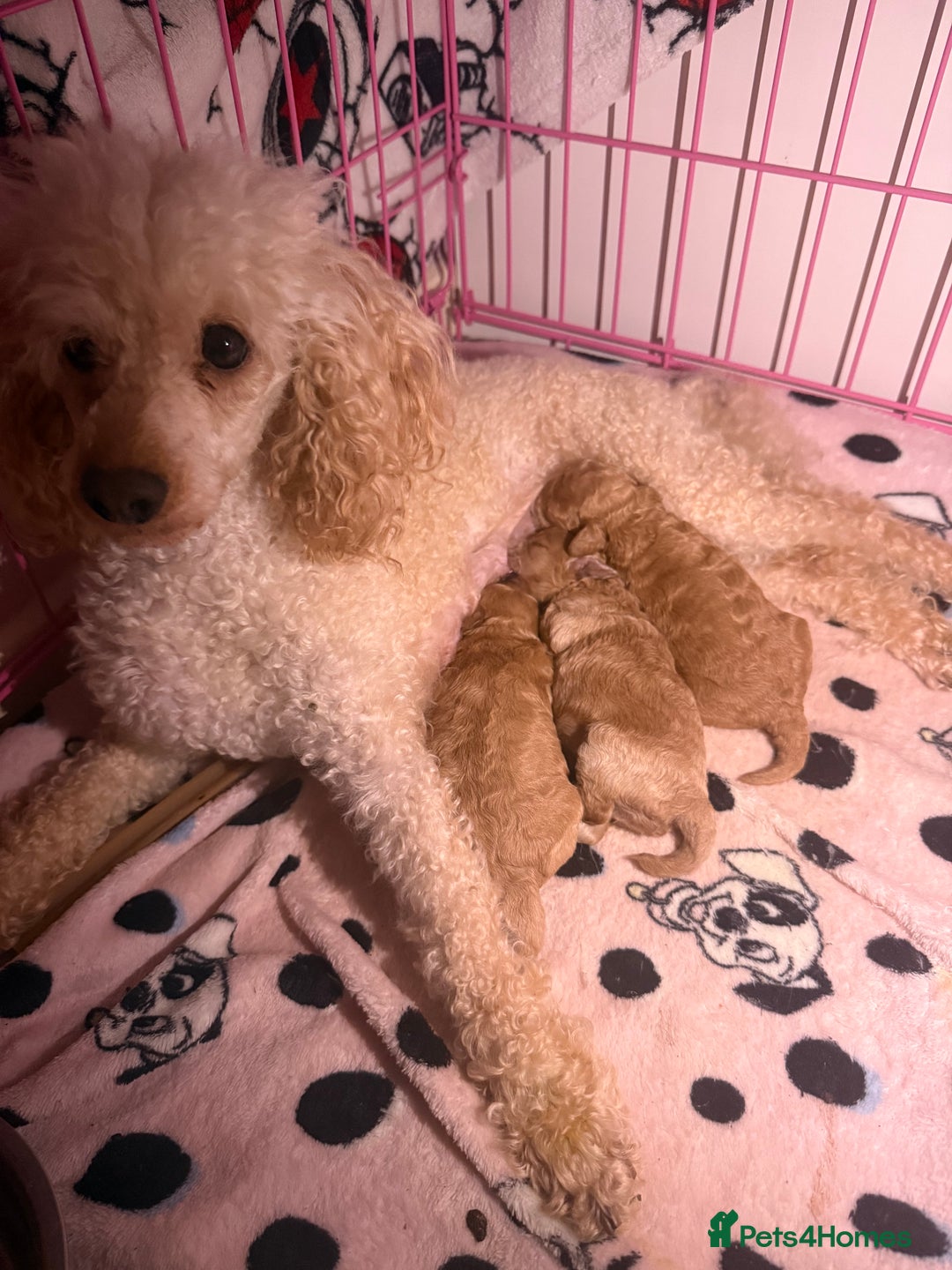 Toy Poodle dogs for sale: Toy poodle puppies  - Image 2