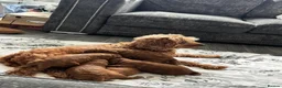 Cockapoo dogs for sale: Cockapoo puppies  in Sunderland - Advert 7