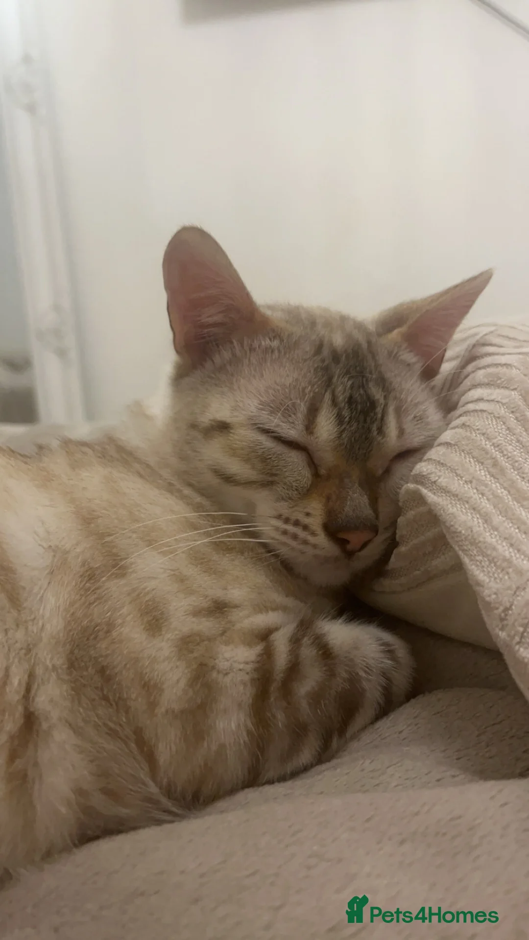 Mixed Breed cats for sale: Full black half snow Bengal kitten - Advert 2