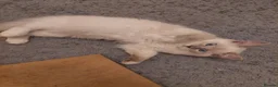 Ragdoll cats for sale: Ragdoll 1 - Advert 13