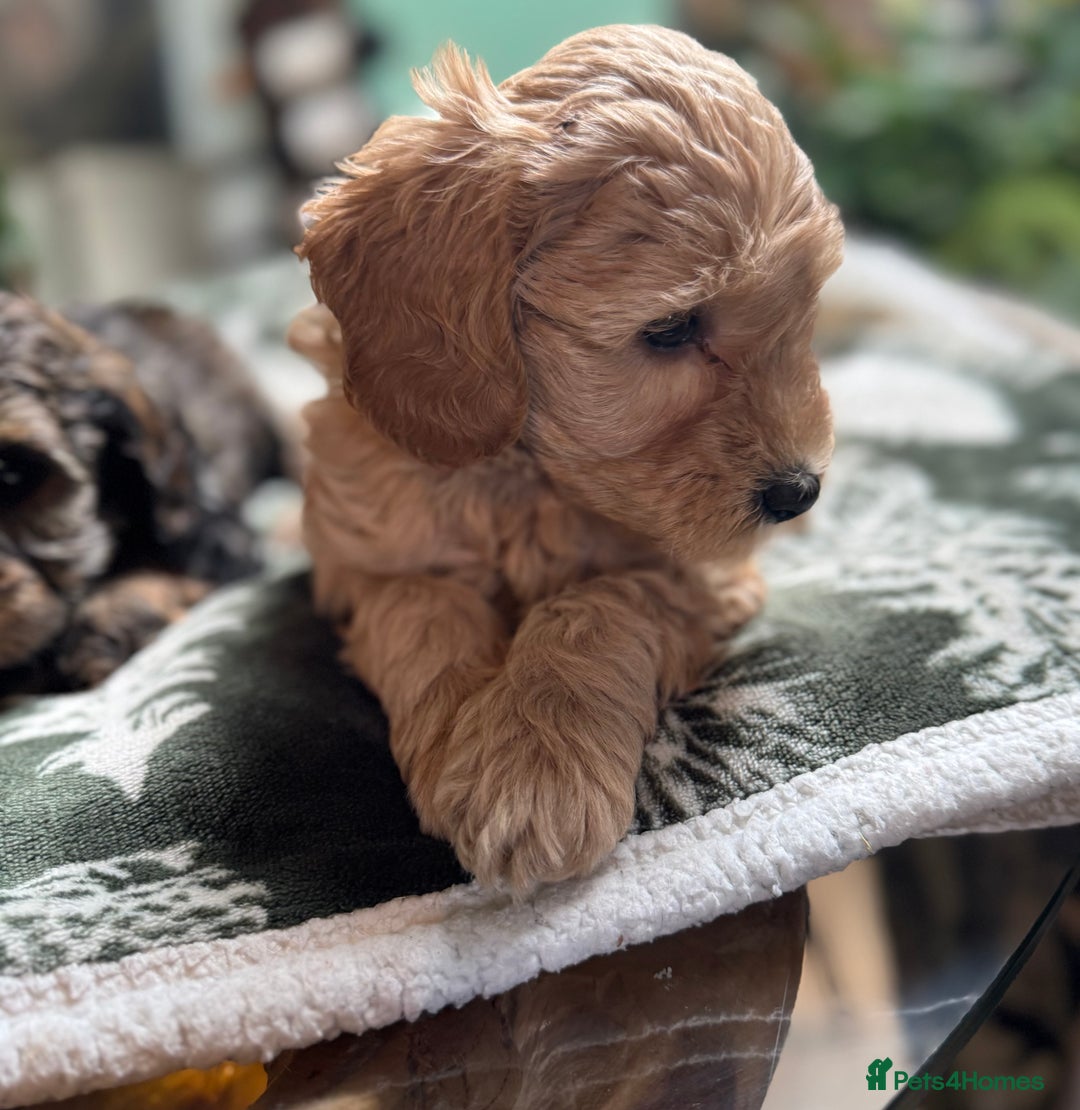 Schnoodle dogs for sale: Miniature Schoodle puppies - Image 22