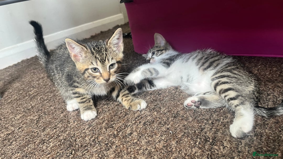 British Shorthair cats for sale: Five Cute boys for sale - Image 7
