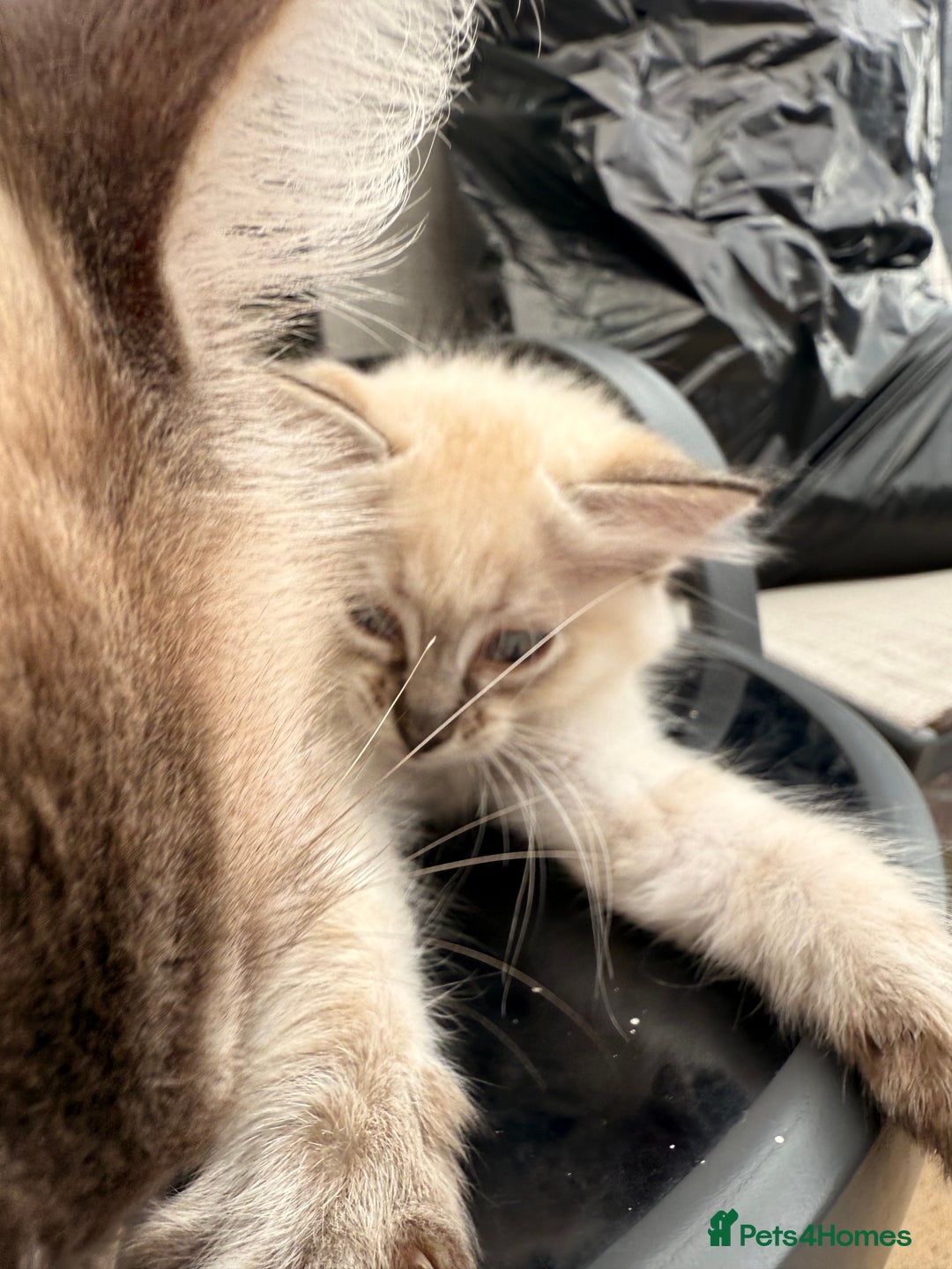 Ragdoll cats for sale: Cinnamon lynx ragdoll RARE  - Image 19