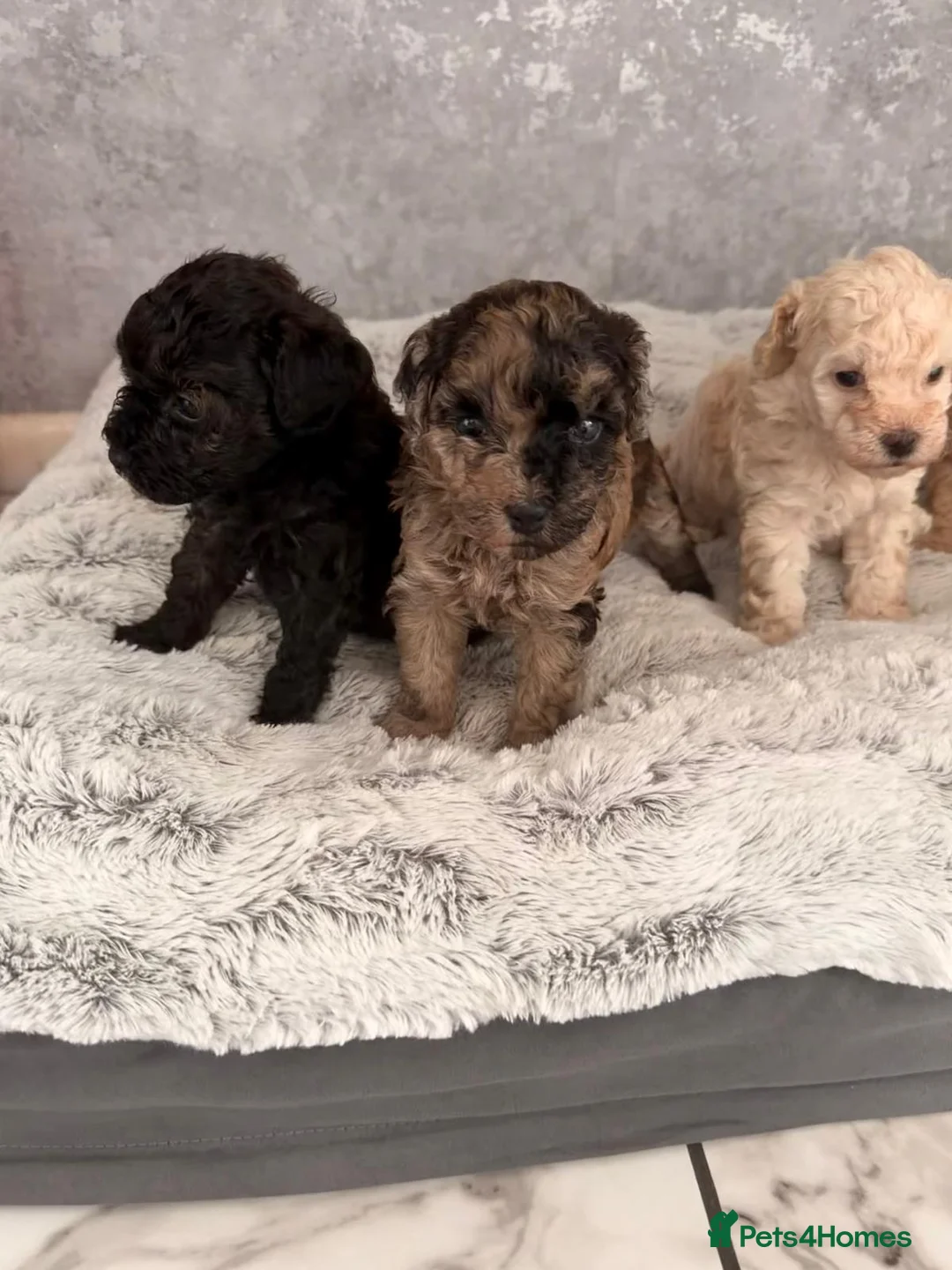 Maltipoo dogs for sale: Stunning miniature Maltipoo Puppies - Advert 2