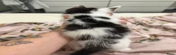 Mixed Breed cats for sale: Kittens for sale  - Advert 6