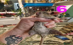 Rat rodents for sale: 9 beautiful girls - Image 22