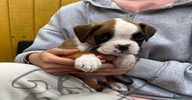 Boxer dogs - Advert 3