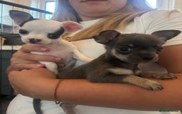 Chihuahua dogs for sale: Tiny cute chihuahua puppies  - Image 3