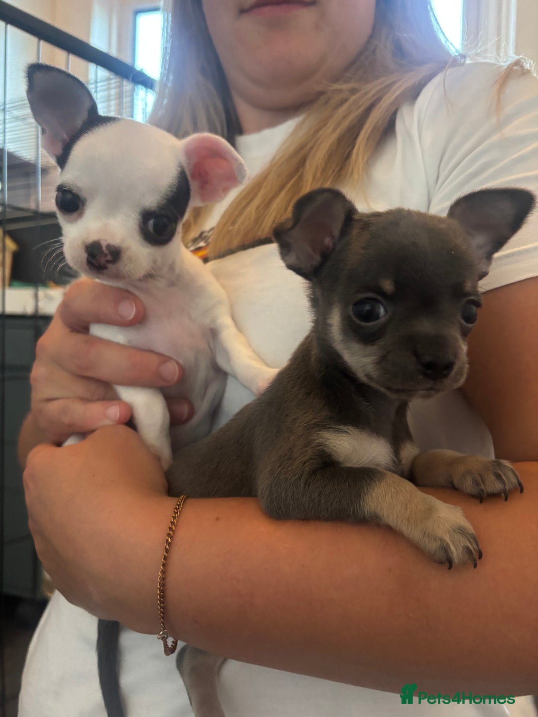 Chihuahua dogs for sale: Tiny cute chihuahua puppies  - Image 3