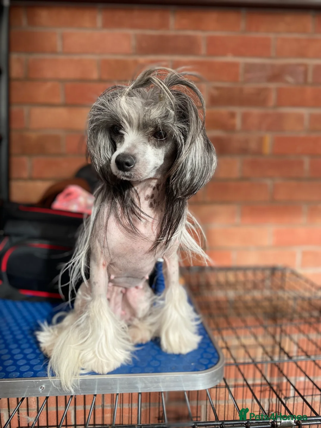 Chinese Crested dogs for sale: 💙💖Stunning Chinese crested ready now💖💙 - Advert 14