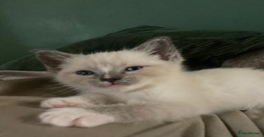 Ragdoll cats - Advert 2