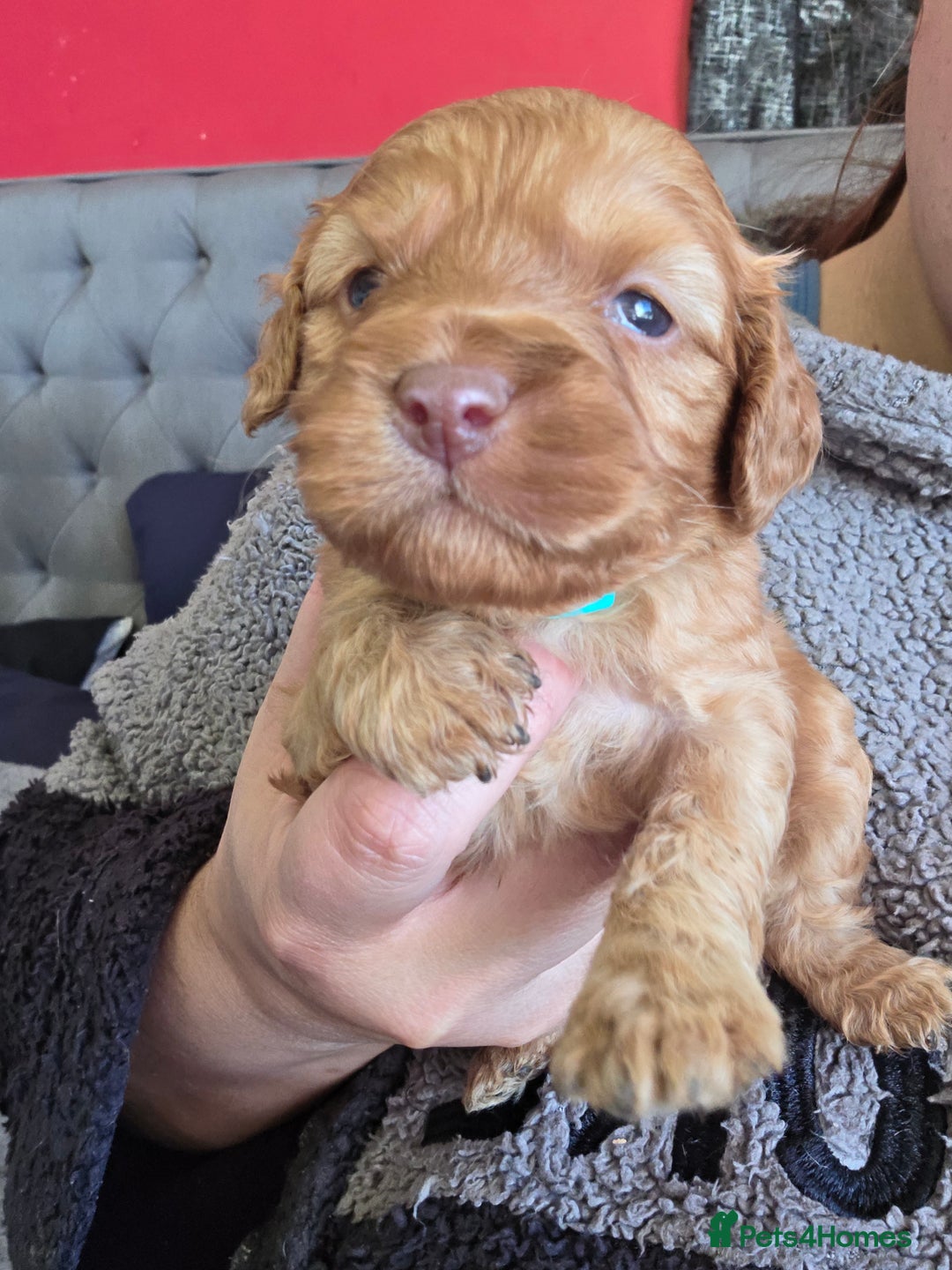 Cockapoo dogs for sale: Cockapoo puppies - Advert 32