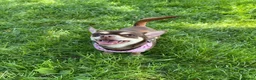 Chihuahua dogs for sale: 🐶Stunning KC Registered Chihuahua puppies 🐶  - Advert 7