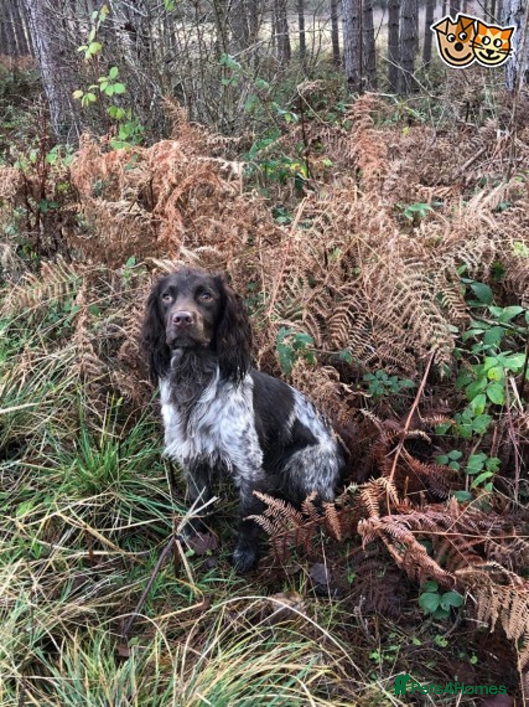 Cocker Spaniel dogs for stud: 🔥🔥AT STUD COCKER SPANIEL ROAN🔥🔥 in Newcastle upon Tyne - Advert 4