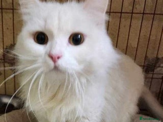 Mixed Breed cats in Camberley - Advert 1