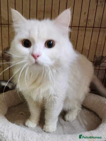 Mixed Breed cats in Camberley - Advert 3