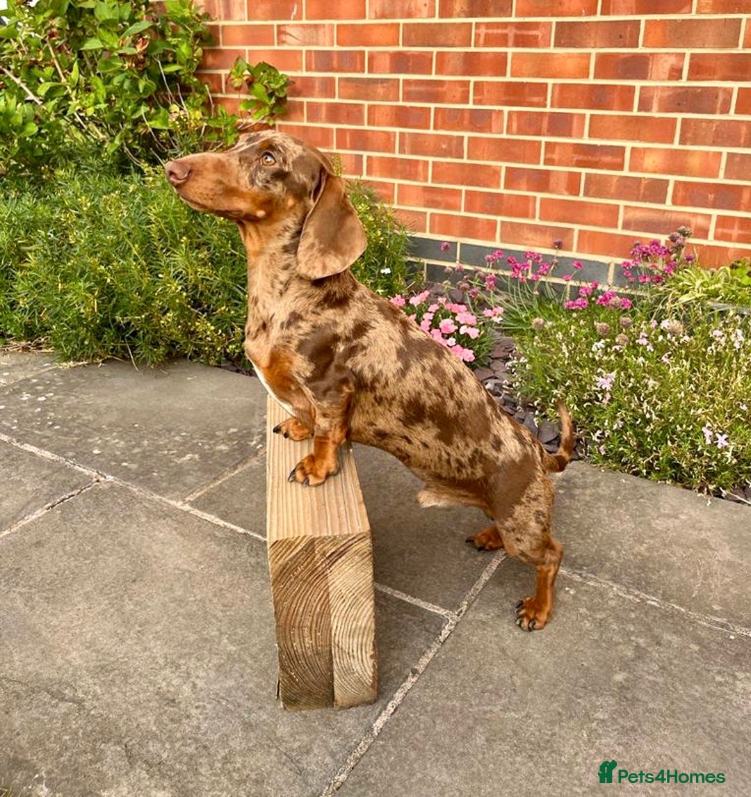 Miniature Dachshund dogs for stud: PROVEN KC Miniature Dachshund Stud in Derby - Advert 3