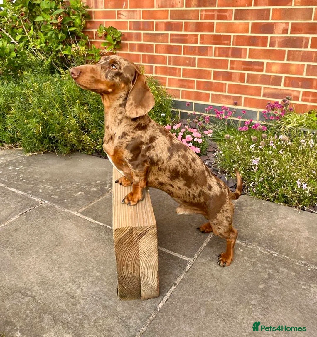 Miniature Dachshund dogs for stud: PROVEN KC Miniature Dachshund Stud in Derby - Advert 3