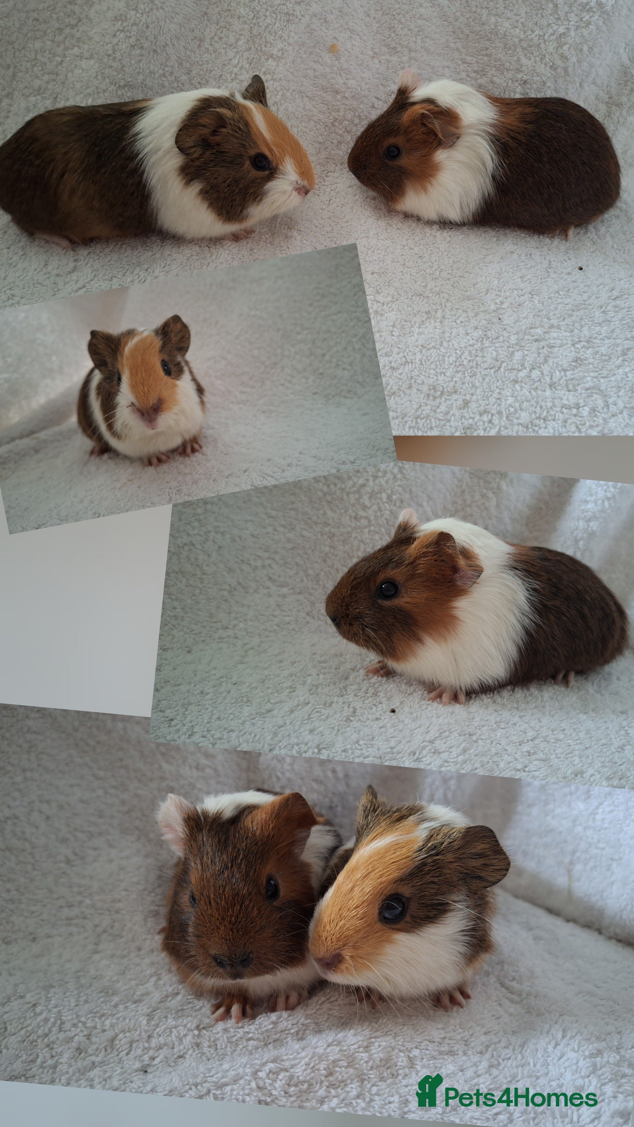Guinea Pig rodents Beautiful Baby guinea pigs looking for new homes  - Advert 6
