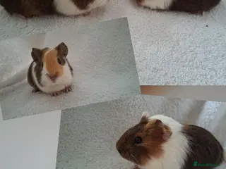 Guinea Pig rodents Beautiful Baby guinea pigs looking for new homes - Advert 3