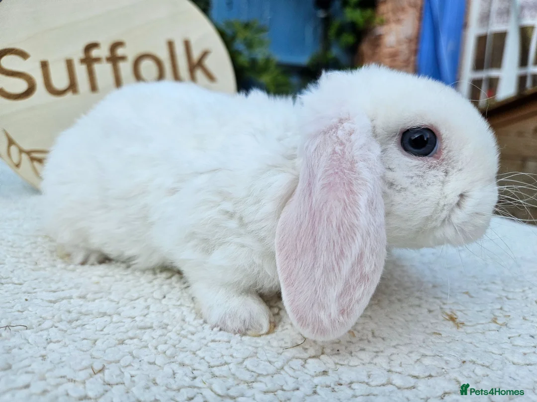 Mini Lop rabbits for sale: Purebred Mini Plush Lops- Suffolk - Advert 15