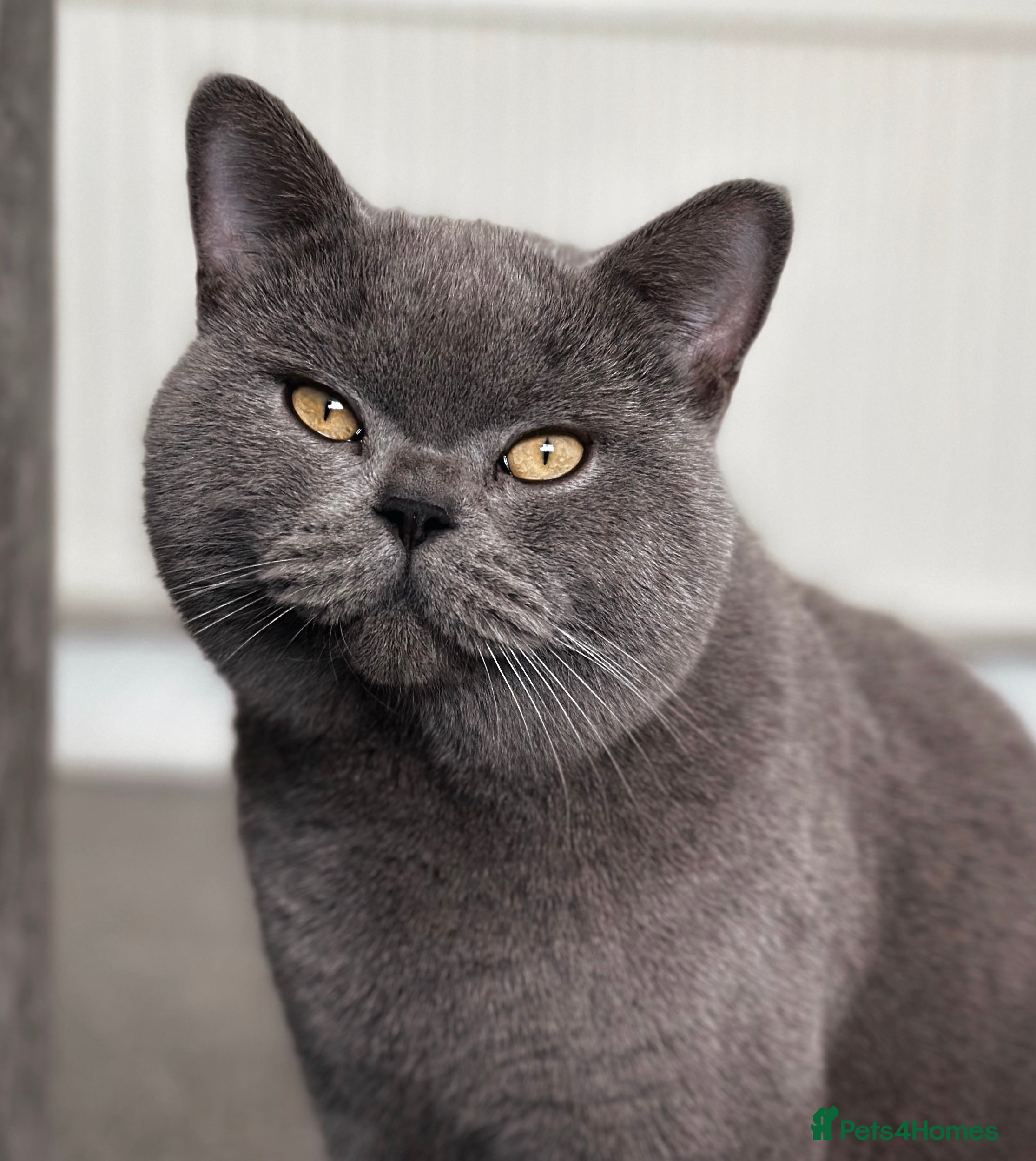 British Shorthair cats Cat for stunning in Rugby - Advert 8