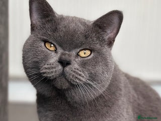 British Shorthair cats in Rugby - Advert 10
