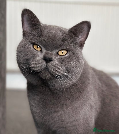 British Shorthair cats Cat for stunning in Rugby - Advert 3