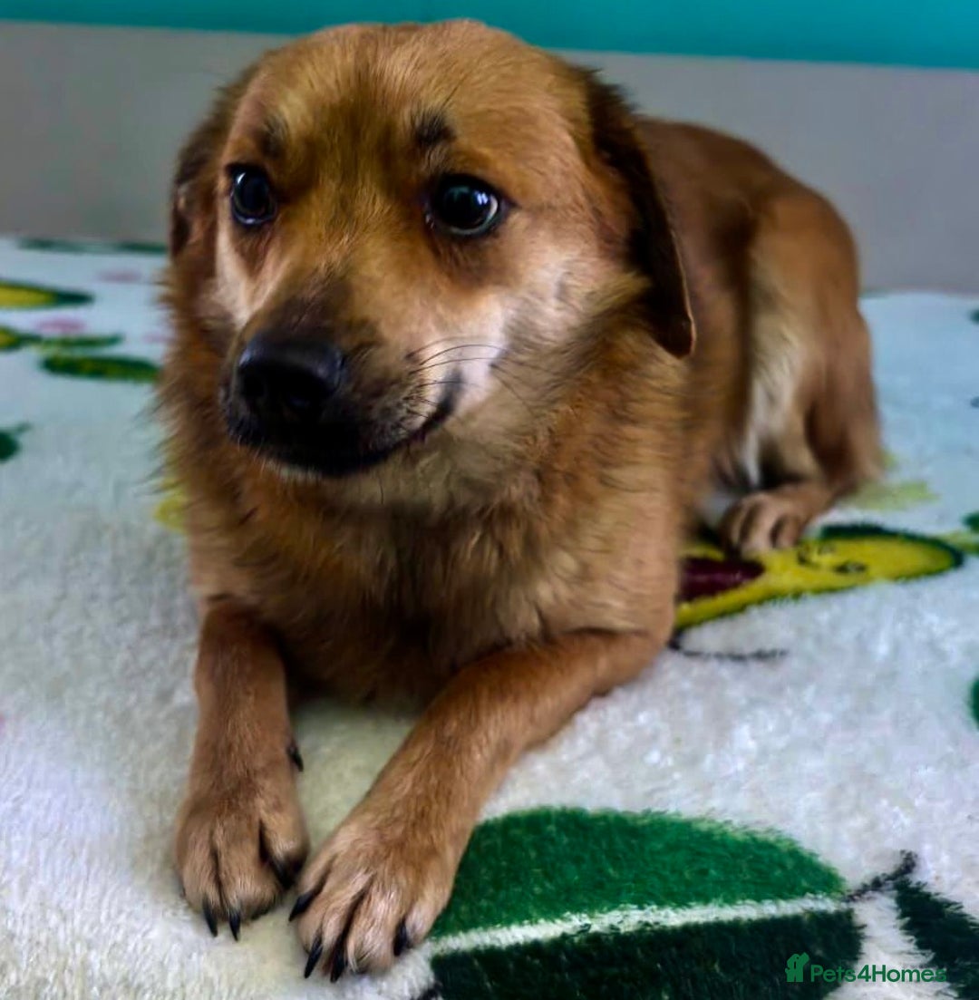 Border Collie dogs for adoption: 🐾 ROSIE – Female Border Collie (Small) - Advert 1