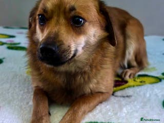 Border Collie dogs 🐾 ROSIE – Female Border Collie (Small) - Advert 4