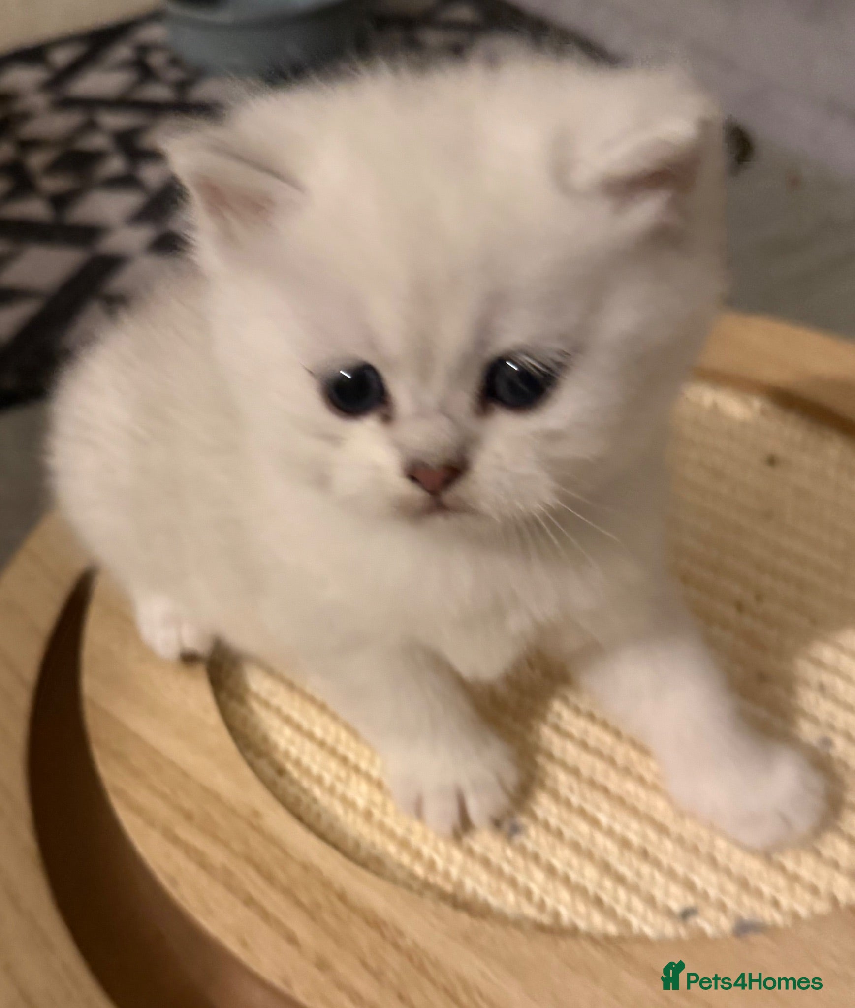 British Shorthair cats GCCF Champion Line BSH Silver/Black Tipped kittens - Advert 2