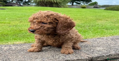 Miniature Poodle dogs - Advert 13