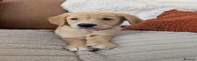 Golden Retriever 3