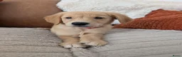 Golden Retriever dogs for sale: Beautiful KC registered Golden Retriever puppies  - Advert 36