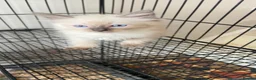 Ragdoll cats for sale: Ragdoll kittens - Advert 13