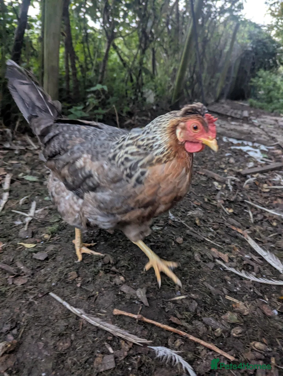 Chickens poultry for sale: Cream legbar hens - Advert 2
