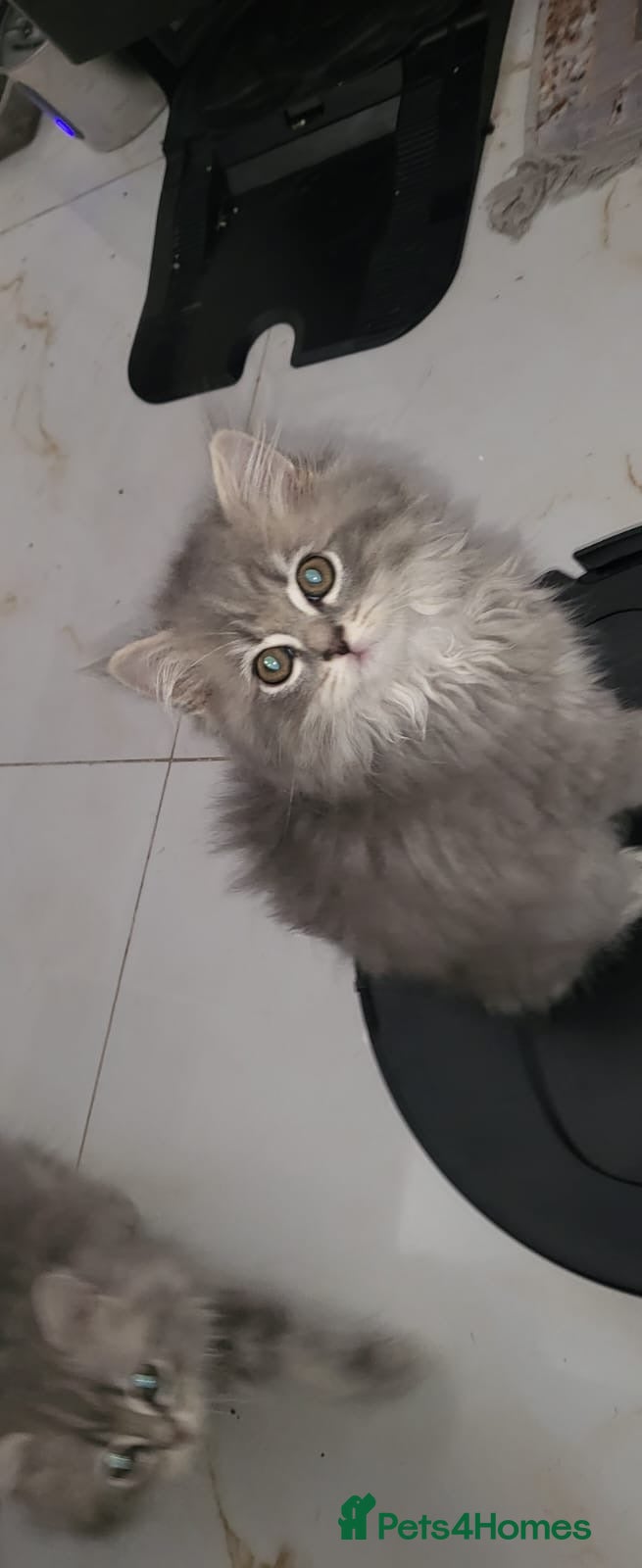 Ragdoll cats 4  wonderful ragdoll kitten looking for happy Homy - Advert 1