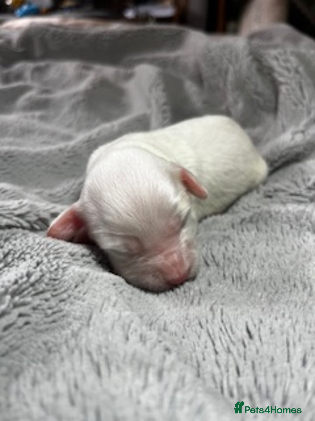 Australian Labradoodle dogs for sale: 6 Gorgeous Australian Labradoodle Puppies - Image 16