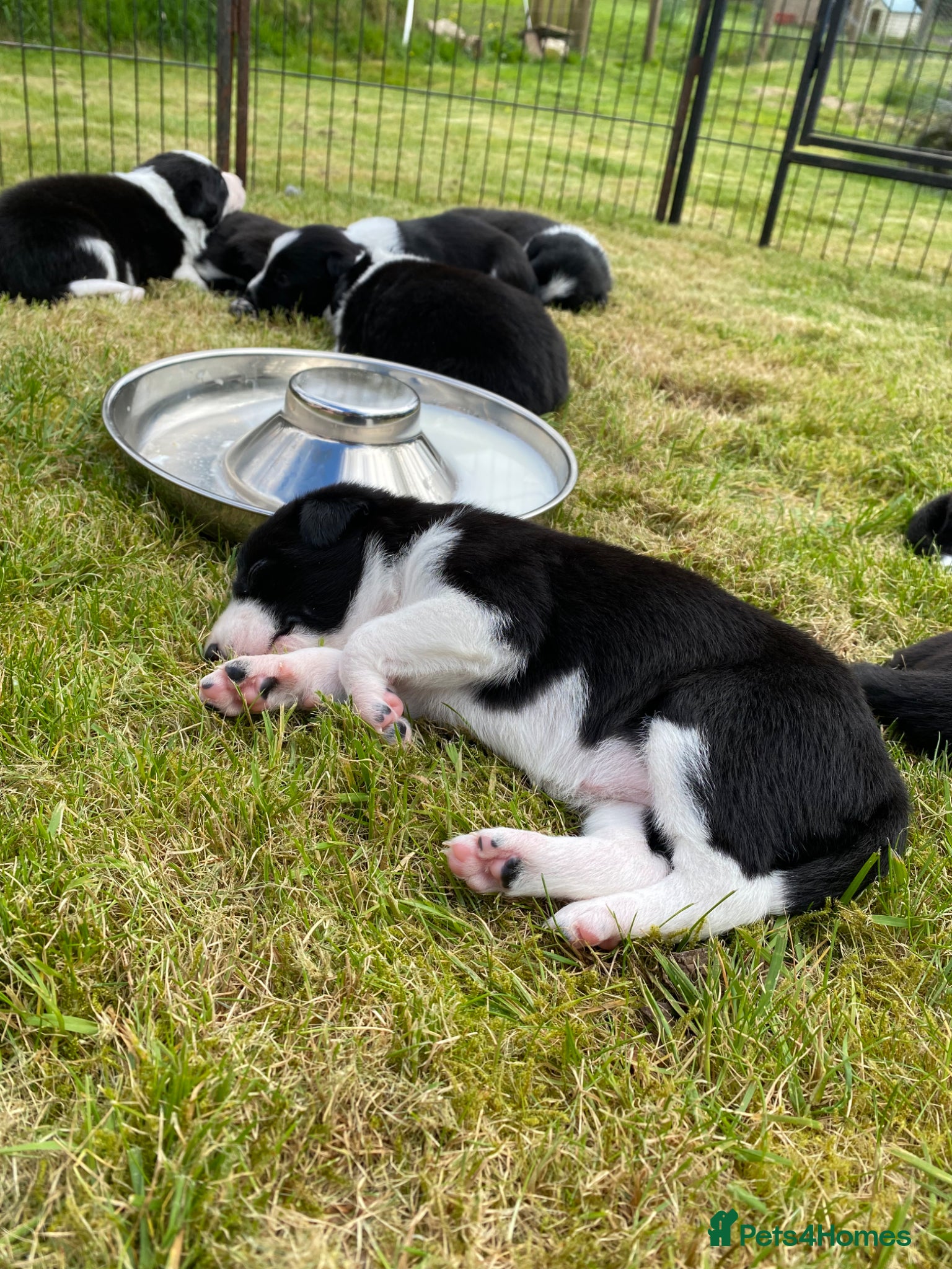 Mixed Breed dogs for sale: Border Collie Cross Pups ready for forever homes in Cairndow - Advert 30