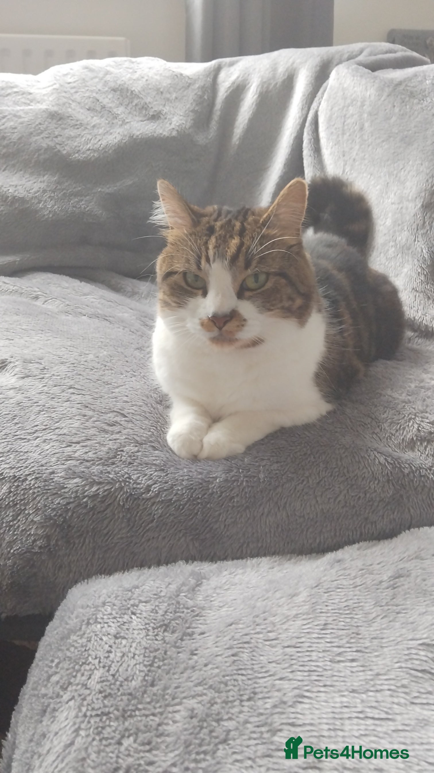 British Shorthair cats Female 5 year old cat pippa  - Advert 16