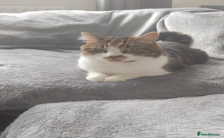 British Shorthair cats Female 5 year old cat pippa  - Advert 2