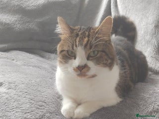 British Shorthair cats for sale: Female 5 year old cat pippa - Advert 1