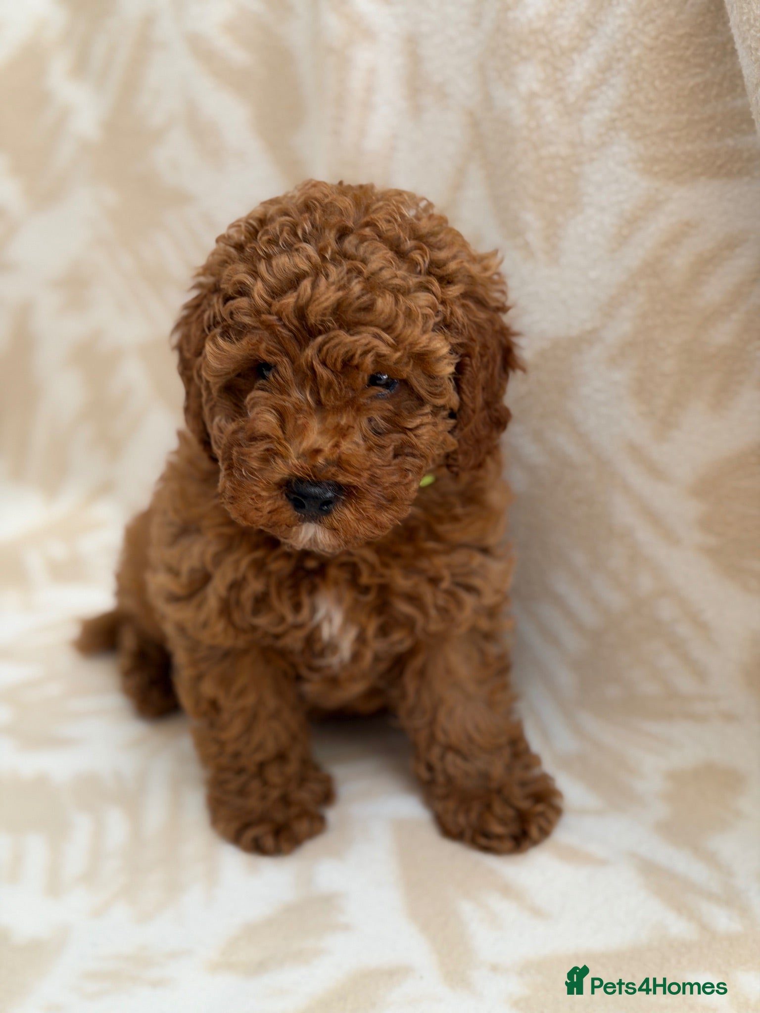 Toy Poodle dogs Beautiful toy poodle boy health tested parents  - Advert 2