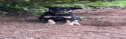 Mixed Breed dogs for sale: Australian Kelpie x Collie Pups in Llangadog - Advert 28