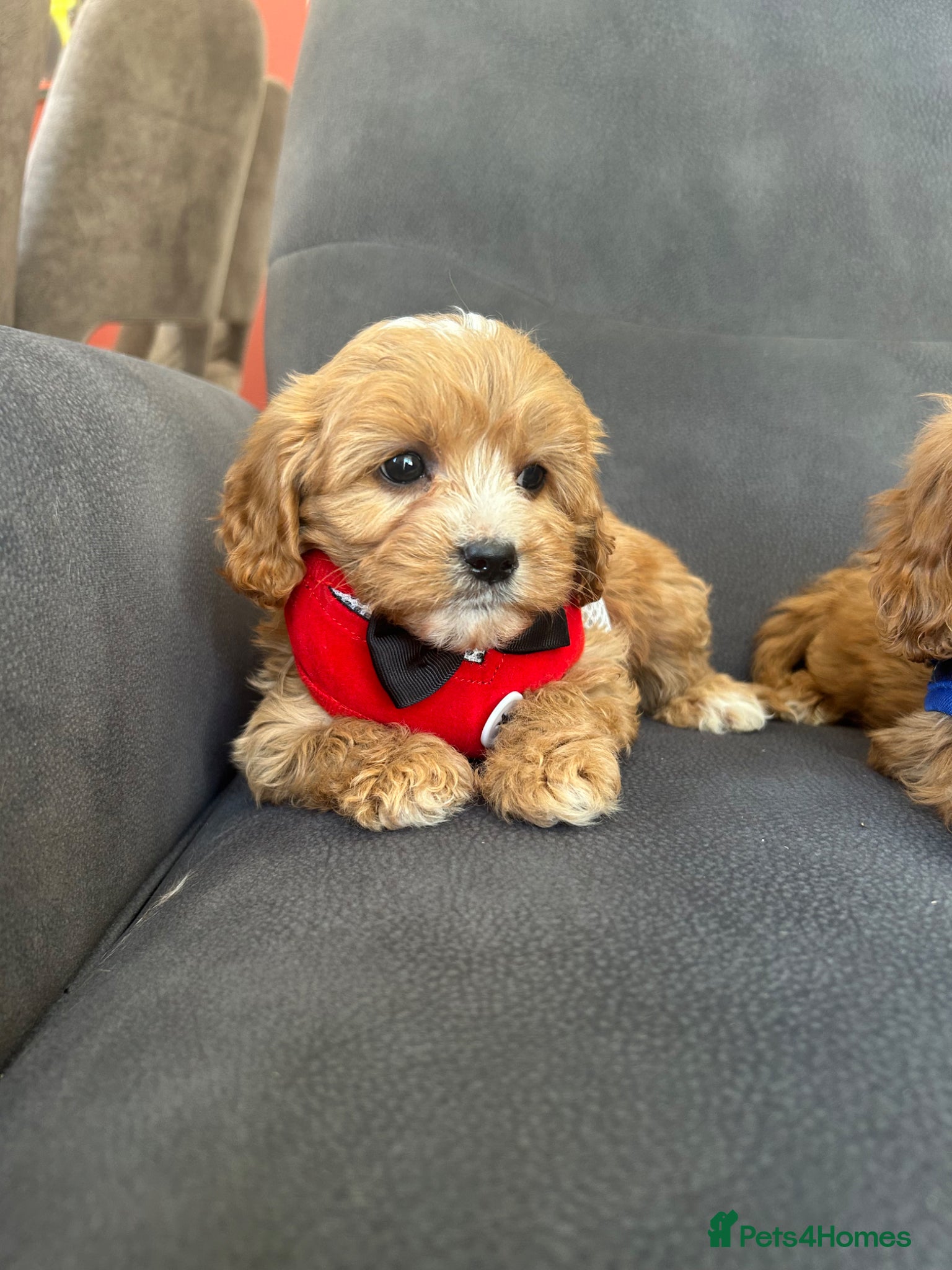 Cavapoo dogs Real life teddy bears  - Advert 2