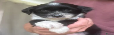 Tibetan Terrier 4